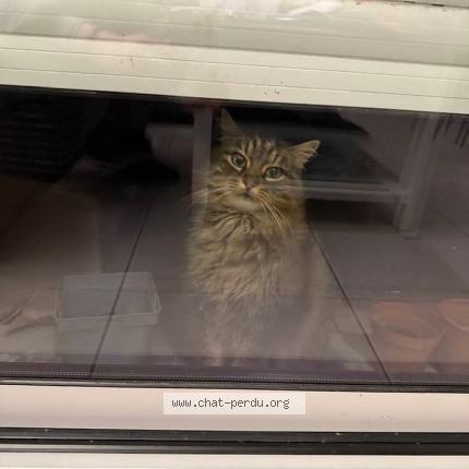 Foto 1/1 Bichette Chat perdido en Saint xandre