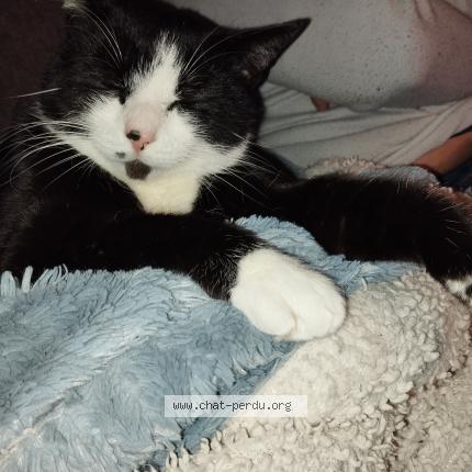 Foto 1/1 Drogo Chat perdido en Magny vernois