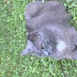 Foto del gato perdido en Gardanne