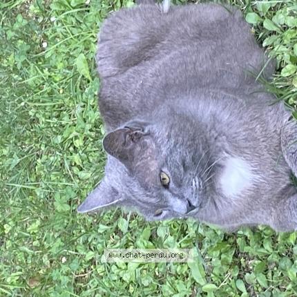 Foto 1/1 Bouboule Chat perdido en Gardanne