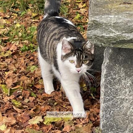 Foto 1/1 KOGUI Chat perdido en Payerne