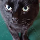 Foto del gato perdido en Les Clayes Sous Bois