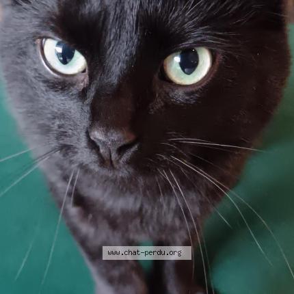 Foto 1/1 Simba Chat perdido en Les clayes sous bois