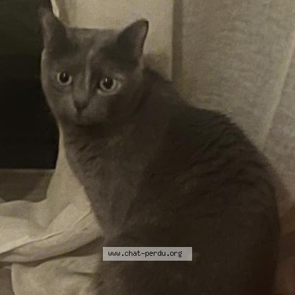 Foto 1/1 Minette Chat perdido en Vern sur seiche