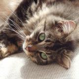 Foto del gato perdido en Equeurdreville