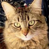 Foto del gato perdido en Toulouse