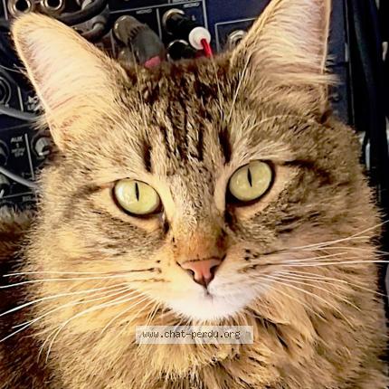 Foto 1/1 Gribouille Chat perdido en Toulouse