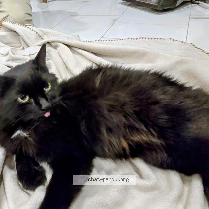 Foto 1/1 Gato encontrado Encontrado en Montreal