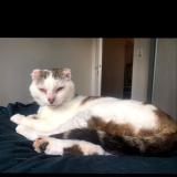 Foto del gato perdido en Treguidel