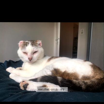 Foto 1/1 Django Chat perdido en Treguidel