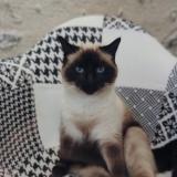 Foto del gato perdido en La Chatre