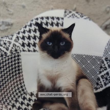 Foto 1/1 Oust Chat perdido en La chatre