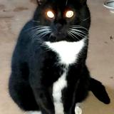 Foto de gato encontrado en Saint Nazaire