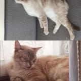 Foto del gato perdido en Dpyet