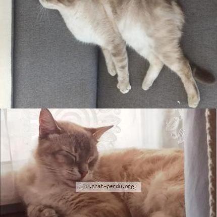 Foto 1/1 Youki Chat perdido en Dpyet