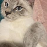 Foto del gato perdido en Charleville Mezieres