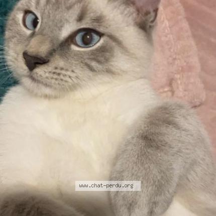 Foto 1/1 Robin Chat perdido en Charleville mezieres