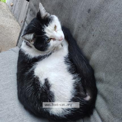 Foto 1/1 Gato encontrado Encontrado en Fresno