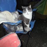 Foto del gato perdido en Coombs