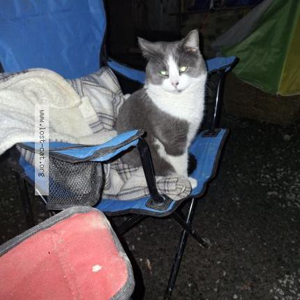 Foto 1/1 Larry Chat perdido en Coombs