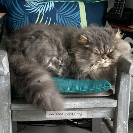 Foto 1/3 Gato encontrado Encontrado en Leognan