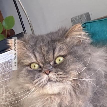 Foto 2/3 Gato encontrado Encontrado en Leognan