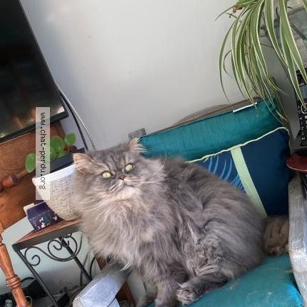 Foto 3/3 Gato encontrado Encontrado en Leognan