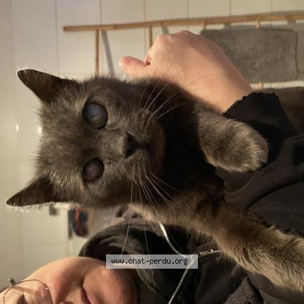 Foto 1/1 Gato encontrado Encontrado en Wattrelos