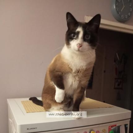 Foto 1/1 Gato encontrado Perdido en Noisiel