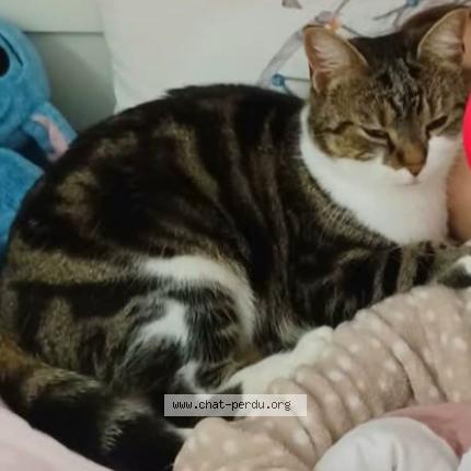 Foto 1/1 Benoit Danjoux Chat perdido en Armentieres en brie