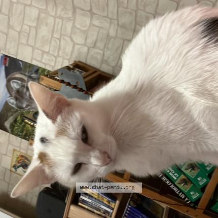 Foto 1/1 Câline Chat perdido en Lezignan corbieres