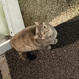 Foto de gato encontrado en Sotteville Les Rouen