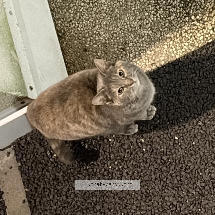 Foto 1/1 Gato encontrado Encontrado en Sotteville les rouen
