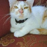 Foto del gato perdido en Autlan