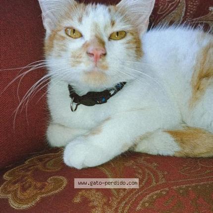 Foto 1/1 Lilith Chat perdido en Autlan