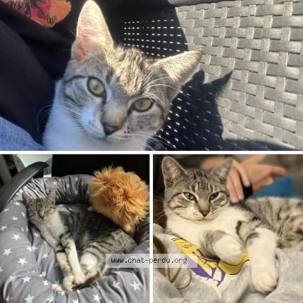 Foto 1/1 Nala Chat perdido en Bourgbarre