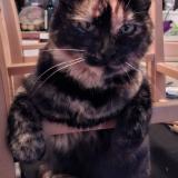 Foto del gato perdido en Vanzy