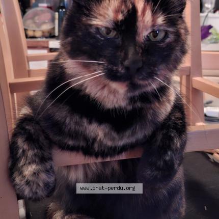 Foto 1/1 Pixie Chat perdido en Vanzy