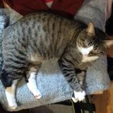 Foto del gato perdido en Angouleme