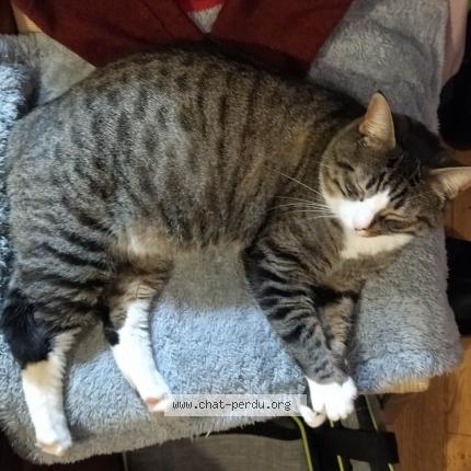 Foto 1/1 Gato encontrado Perdido en Angouleme