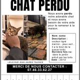 Foto del gato perdido en Talence
