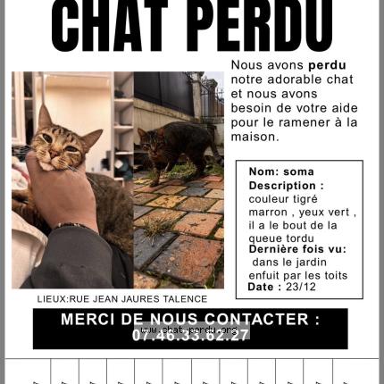 Foto 1/1 Soma Chat perdido en Talence