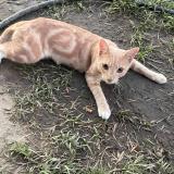 Foto del gato perdido en Bakersfield