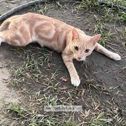 Foto 1/1 Peanut Chat perdido en Bakersfield