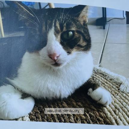Foto 1/1 Sam Chat perdido en Sainte clotilde