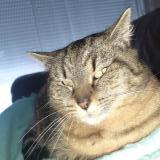 Foto del gato perdido en Le Gue De Velluire