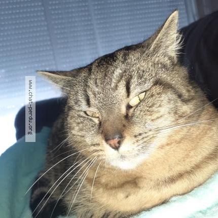 Foto 1/1 SEDILLE Chat perdido en Le gue de velluire