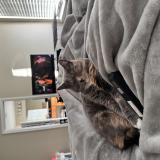 Foto del gato perdido en Cumming