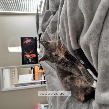 Foto 1/1 Zoey Chat perdido en Cumming