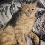 Foto del gato perdido en Saint Hilaire De Riez